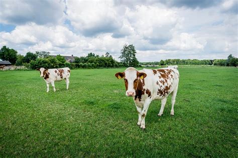 webinar dierwaardige veehouderij nieuwsbericht raad voor dierenaangelegenheden