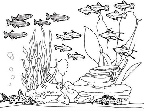 amazing picture  fish tank coloring page netart