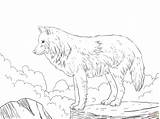 Wolf Coloring Pages Howling Arctic Drawing Snow Wolves Realistic Template Print Animal Printable Jam Drawings Wolfs Colouring Wallpaper Getdrawings Line sketch template