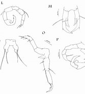 Afbeeldingsresultaten voor "cartea Centura". Grootte: 167 x 185. Bron: www.researchgate.net