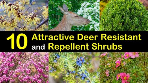 attractive deer resistant  repellent shrubs