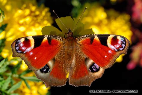 photo dun papillon  papillons images phototheque insectes