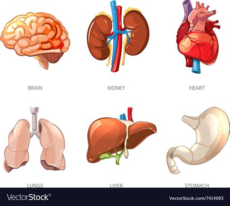human internal organs anatomy in cartoon vector image