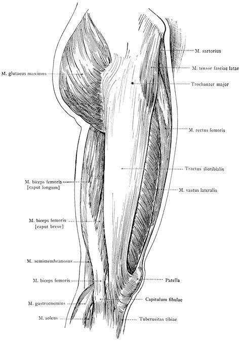 anterior muscular system