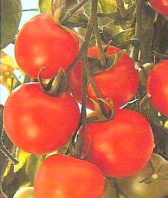 campari tomato plant    planting   garden   saved