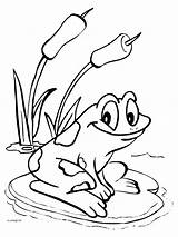 Kikker Waterlelie Frogs sketch template