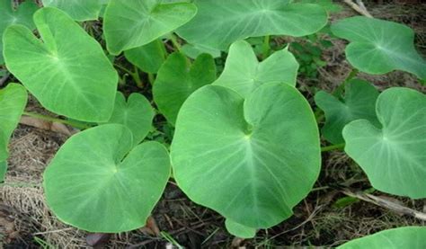 manfaat  khasiat daun talas  kesehatan khasiat