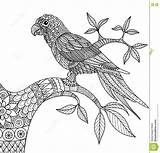 Perroquet Branche Book Volwassen Adulte Papegaai Kolorowanki Kleurend Boek Erwachsene Papagei sketch template