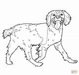 Spaniel Coloring Cocker Brittany Pages Drawing Printable Colouring Dog Spaniels Clumber Supercoloring English Dogs Book Puppy Paper sketch template