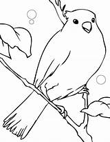 Canary Coloring Pages Color Desene Animals Colorat Cu Imagini Template Canar Printable Print Kids Planse Songbirds Gif sketch template