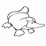Coloring Wombat Platypus Getcolorings sketch template