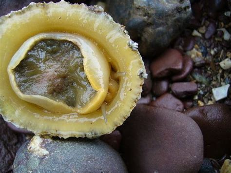 facts  limpets   facts