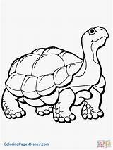 Tortoise Coloring Pages Printable Desert Drawing Color Supercoloring Gopher Hare Turtle Colouring Print Tortoises Getcolorings Kids Animals Version Click Gophers sketch template