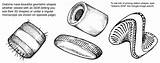 Diatom Coloring Pages Activity Ages Includes Info sketch template