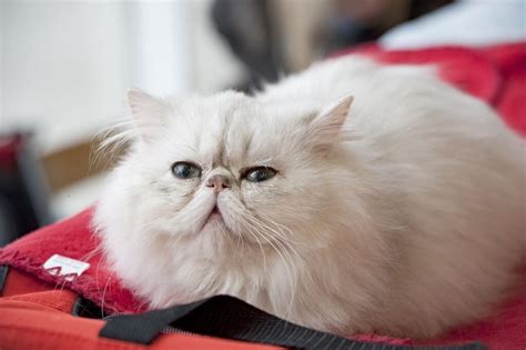 short guide  types  persian cats