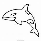 Orca Whale Desenho Baleia Paus Cetacea Ikan Killerwal Shamu Mewarnai Sketsa Pembunuh sketch template
