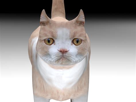 Cat 3d Model