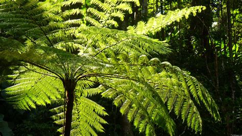 mlewallpaperscom tree fern   rainforest