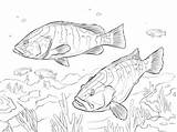 Perch Nassau Groupers Coloringbay Grouper sketch template