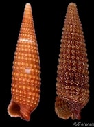 Afbeeldingsresultaten voor "marshallora Adversa". Grootte: 137 x 185. Bron: www.gastropods.com