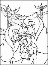 Bear Pages Coloring Family Getcolorings Brother Cute sketch template