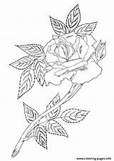 Rose Single Coloring Leaves A4 Pages Printable Color Book Parentune sketch template