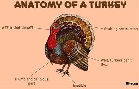 anatomy turkey image