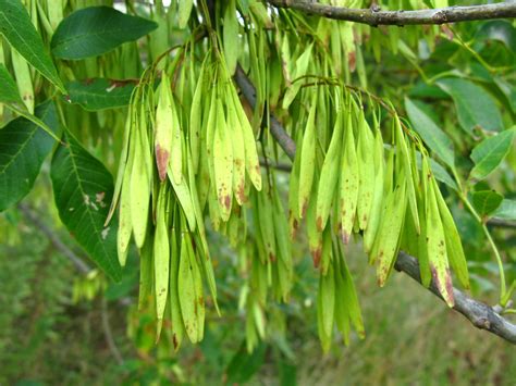 Ash Tree Seed Pods Grass Trees And Wildflowers Found