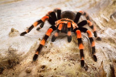 tarantulas pervasiveness traced    cretaceous period