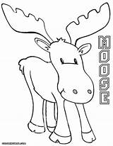 Moose Coloring Pages Getdrawings Baby Cute sketch template