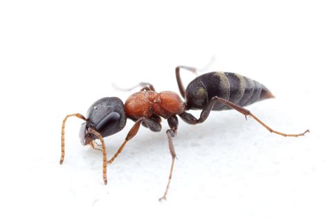 dipterainfo discussion forum wingless wasp ant mimic