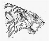 Tiger Roaring Drawing Side Roar Getdrawings Face Drawings sketch template