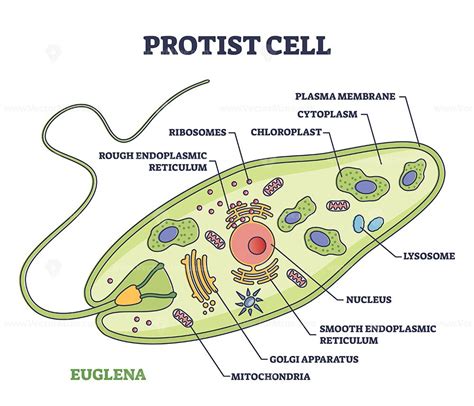 protist cell anatomy  euglena microorganism structure outline