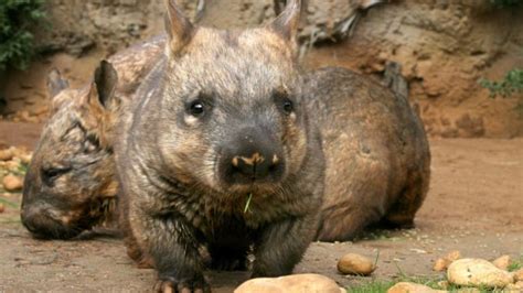 secret sex lives of wombats reveal bum biting behaviours
