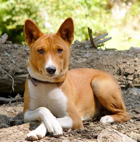 basenji breed guide learn   basenji