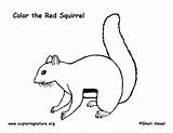Coloring Squirrel Red Pages Relay Life Printable Library Exploringnature Comments sketch template