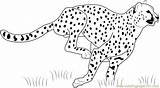 Cheetah Guepardo Correndo Pintar Leopardo Spiderman Everfreecoloring Dibujosonline Categorias sketch template