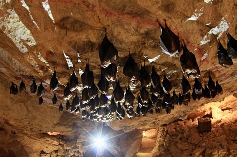 bat caves  noisy   reason  critters   argue khoucom