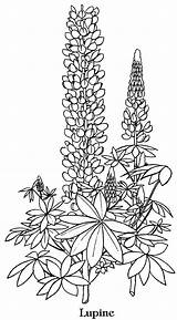 Coloring Lupine Flower Bluebonnet Drawing Flowers Pages Drawings Template Blue Adults Bonnet Texas Printable Contact Vector Getdrawings Lupin Lupins Designlooter sketch template