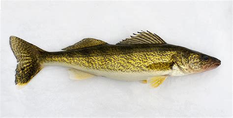 walleye great lakes fishes field guide inaturalist