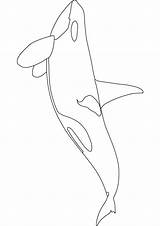 Orca Coloring Pages Whale Killer Baby Kids Drawing Printable Sperm Template Realistic Print Children Drawings Orcas Activity Beluga Draw Color sketch template