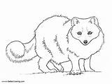 Arctic Coloring Tundra Pages Animals Fox Printable Kids Bettercoloring Adults sketch template