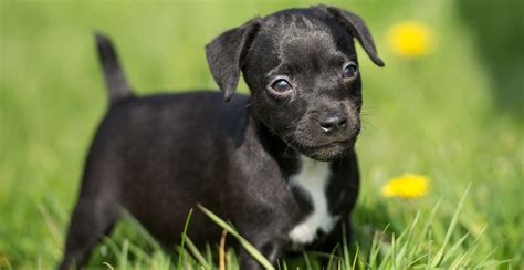 patterdale terrier dog breed information guide breed advisor