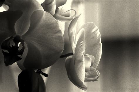 orchids  bw orchid  bw  mm  ad utens flickr