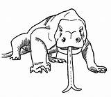 Komodo Dragon Coloring Pages Drawing Tongue Clipart Color Printable Print Getdrawings Getcolorings Library Popular Coloringhome Related sketch template