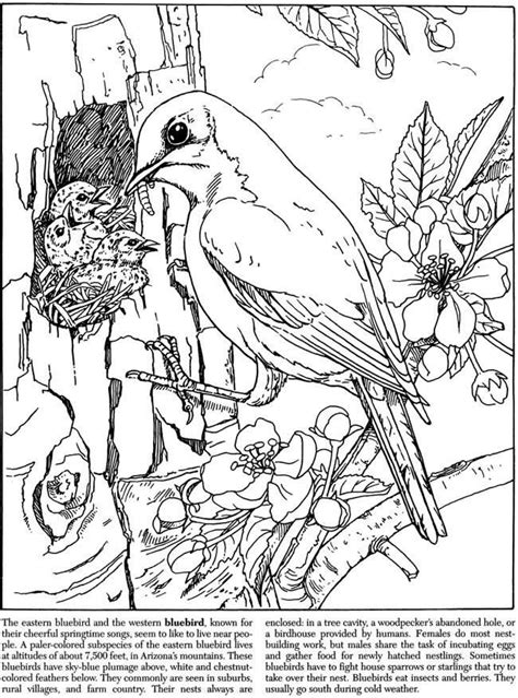 nature tree  bird  kids printable  coloring pages richard