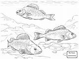 Coloring Pages Perch European Sunfish Fish Drawing Crappie Walleye Pike Getdrawings Drawings Printable sketch template