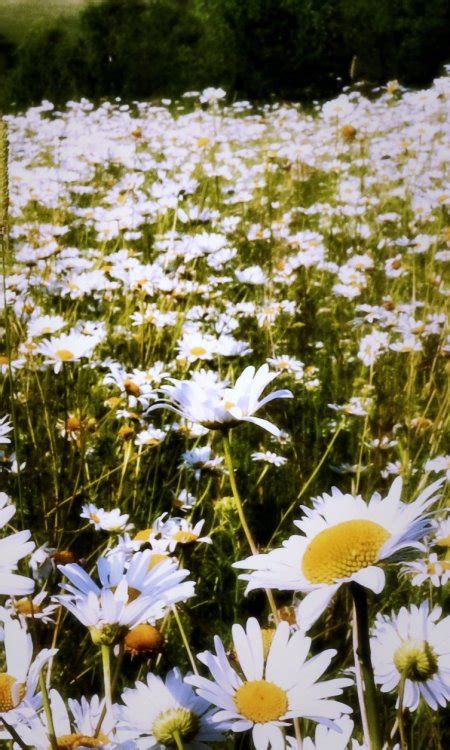 daisy field on tumblr