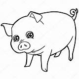Pig Coloring Cartoon Cute Para Colorear Vector Cerdo Dibujos Illustration Pages Chancho Drawing Animados Lindo Clipart Gina Pã Template Drawings sketch template