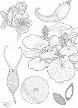 Coloring Botany Botanical sketch template